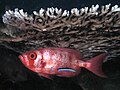 Image 46Cleaner wrasse signals its cleaning services to a big eye squirrelfish (from Animal coloration)