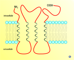 Connexine