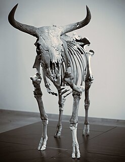 Aurochs extinct species of large wild cattle that inhabited Asia, Europe, and North Africa