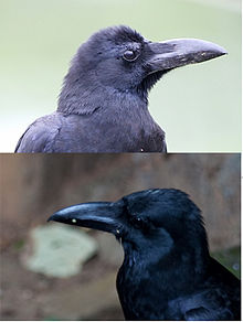 The bill shape difference is subtle -levaillantii (above) and culminatus (below) CorvidHeads.jpg