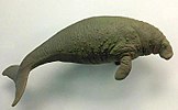 Model of Steller's sea cow