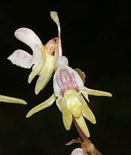 Belapė antbarzdė (Epipogium aphyllum)