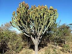 Euphorbia ingens (en)