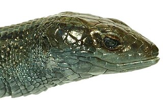 <i>Proctoporus spinalis</i> Species of lizard