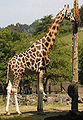 une girafe