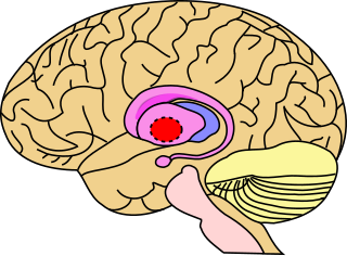 <span class="mw-page-title-main">Globus pallidus</span> Structure of the basal ganglia of the brain