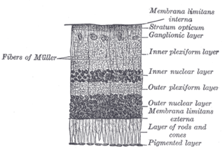 <span class="mw-page-title-main">Retinal pigment epithelium</span> Layer of cells in the eye