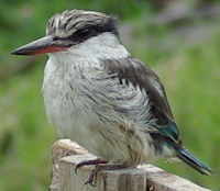 Striped kingfisher, widespread in open woodland and savannah Halcyon chelicuti1.jpg