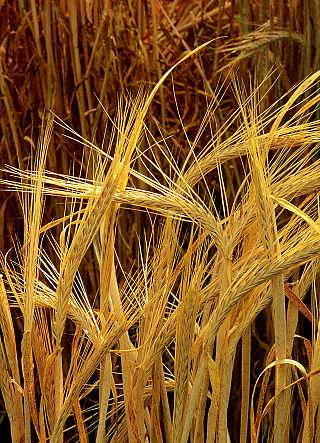 <span class="mw-page-title-main">Barley flour</span> Flour prepared from dried and ground barley