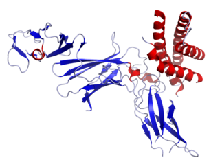 <span class="mw-page-title-main">Interleukin 12</span> Interleukin