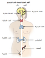 موقع الغدة الدرقية في الإناث والذكور.