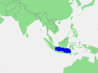 <span class="mw-page-title-main">Java Sea</span> Shallow sea between Java and Kalimantan, in Indonesia