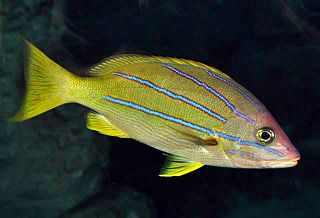 <span class="mw-page-title-main">Blue and gold snapper</span> Species of fish