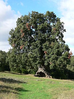 Spanyolország, Navarra, Mendaza mellett