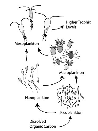 <span class="mw-page-title-main">Microbial loop</span> Trophic pathway in marine microbial ecosystems