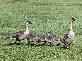 Nene family