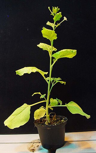 <span class="mw-page-title-main">Medicago Inc.</span> Canadian biotechnology company