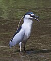 Bakcsó (Nycticorax nycticorax)