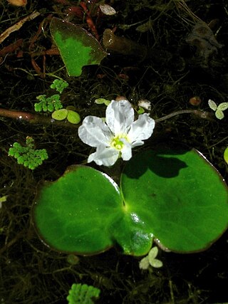 <i>Nymphoides hydrophylla</i> Species of aquatic plant