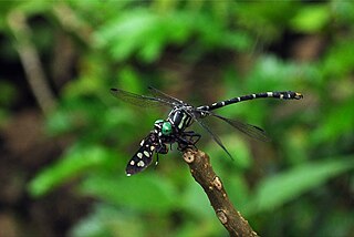 <i>Nychogomphus striatus</i> Species of dragonfly