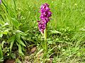 Orchis mascula Germany - Moosalbtal (bei Völkersbach)