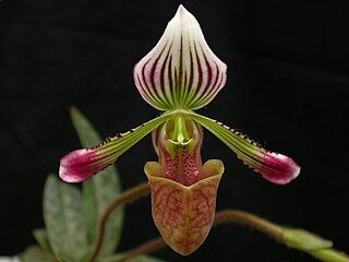 <i>Paphiopedilum fowliei</i> Species of orchid