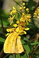 Phoebis sennae cloudless sulphur