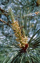 Pollen cones, Kiev, Ukraine, 18 May