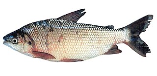 <i>Prochilodus</i> Genus of fishes