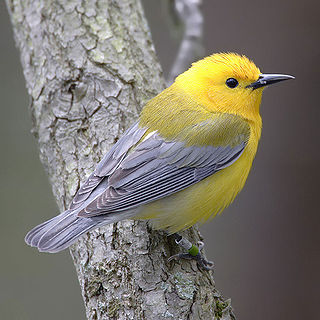 <span class="mw-page-title-main">New World warbler</span> Family of birds