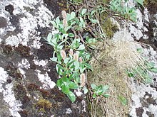 Arctic willow (Salix arctica) clinging to the mountain cliffs of Kunoy, Faroe Islands, out of reach from grazing animals. Salix arctica.jpg