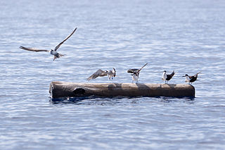 <span class="mw-page-title-main">Seabird</span> Birds that have adapted to life within the marine environment