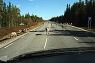 A "estrada da prata", partilhada com as renas