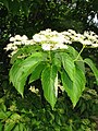 Cornus macrophylla