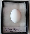 Topknot pigeon egg