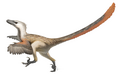 Velociraptor mongoliensis um terópode