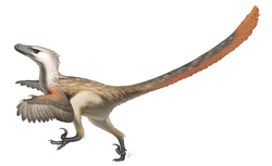 Velociraptor mongoliensis