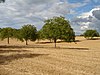 Walnussbäume im Périgord Blanc (→ zum Artikel)