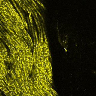 <i>Thioploca</i> Genus of bacteria