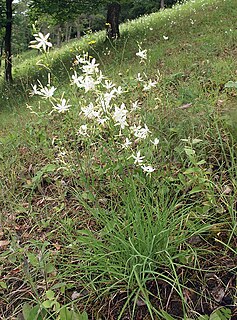 <i>Anthericum</i> Genus of flowering plants belonging to the agave, yucca, and Joshua tree subfamily