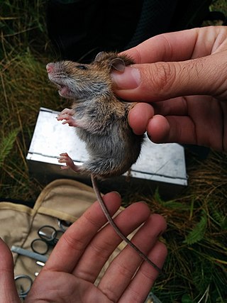 <span class="mw-page-title-main">Alpine field mouse</span> Species of rodent