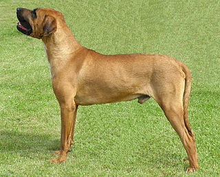 <span class="mw-page-title-main">Tosa (dog)</span> Dog breed