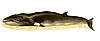 Balaenoptera acutorostrata