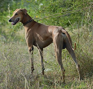 <span class="mw-page-title-main">Chippiparai</span> Dog breed