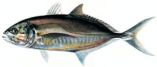 <span class="mw-page-title-main">Blue runner</span> Species of fish