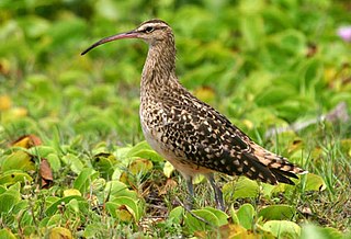 <span class="mw-page-title-main">Bristle-thighed curlew</span> Species of bird