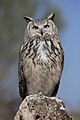 4. Fogságban tartott uhu (Bubo bubo) (javítás)/(csere)