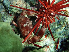 Carpilius convexus is consuming Heterocentrotus trigonarius in Hawaii