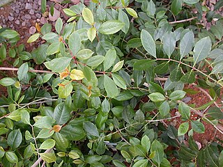 <span class="mw-page-title-main">Khat</span> Psychoactive species of plant