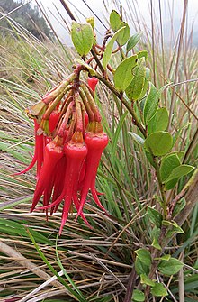 Ceratostema alatum (14527843182).jpg